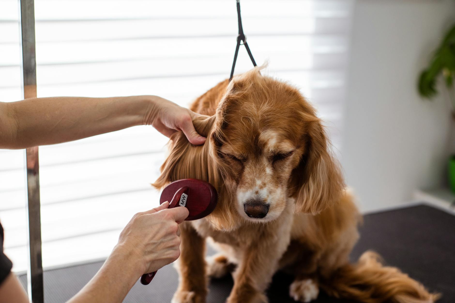 Spring Shedding Survival Guide: I Tested 5 De-Shedding Tools on Nalla (Here’s the Data)