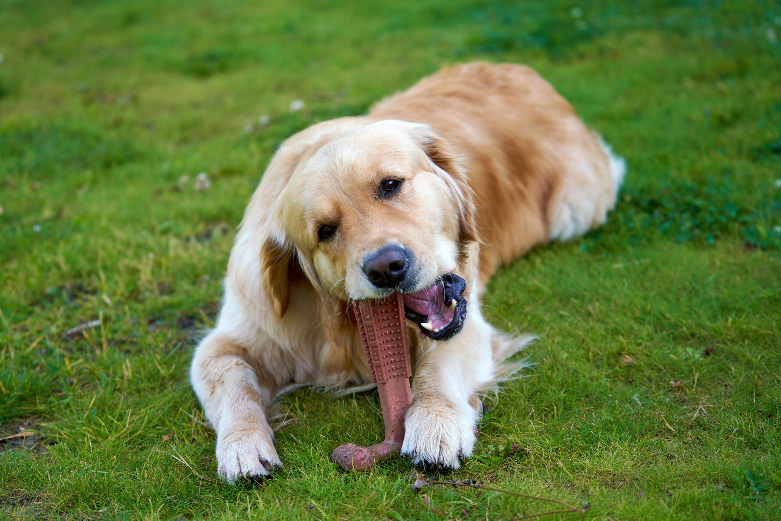 Decoding Durability: The 2026 Guide to Toys for Heavy Chewers