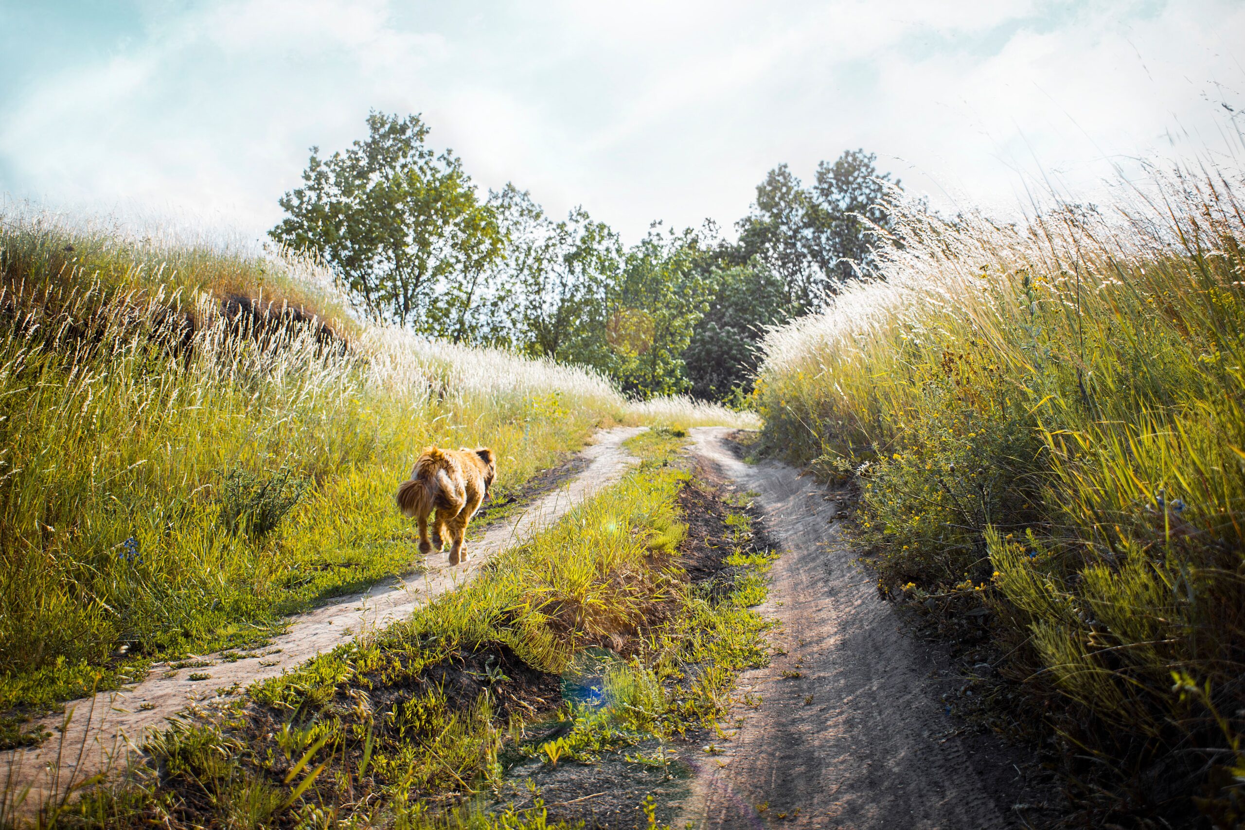 Dog Cooling Vest Review: An Engineer's Honest Breakdown