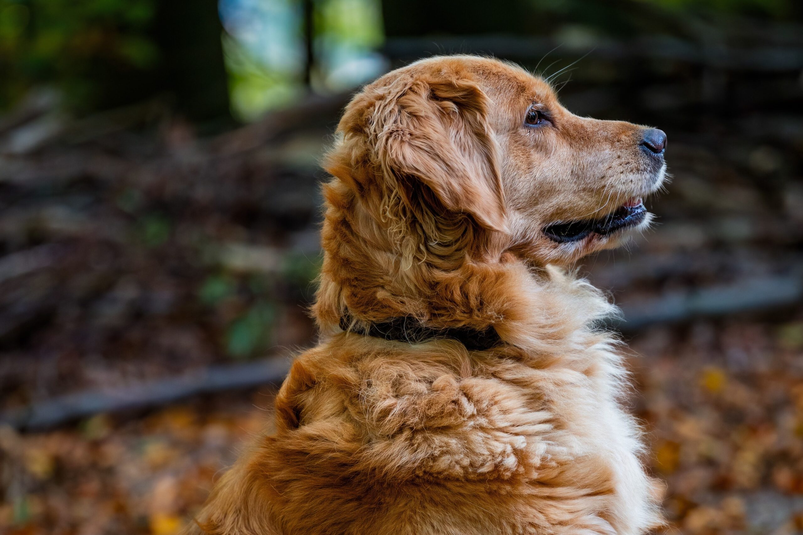 AirTag vs. Fi: A Dog GPS Tracker Comparison
