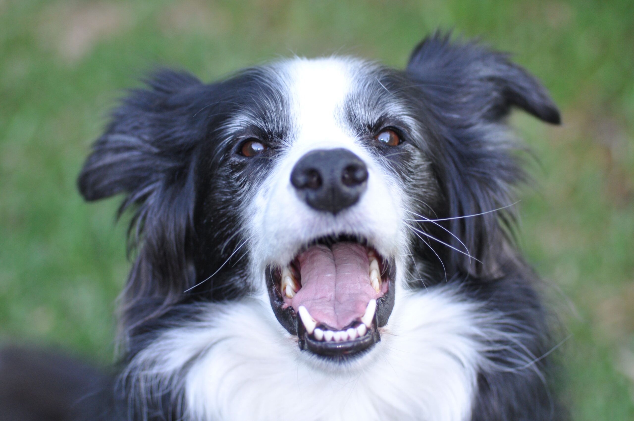 Data-Driven Emergency Dog Recall Training: Whistle Protocol
