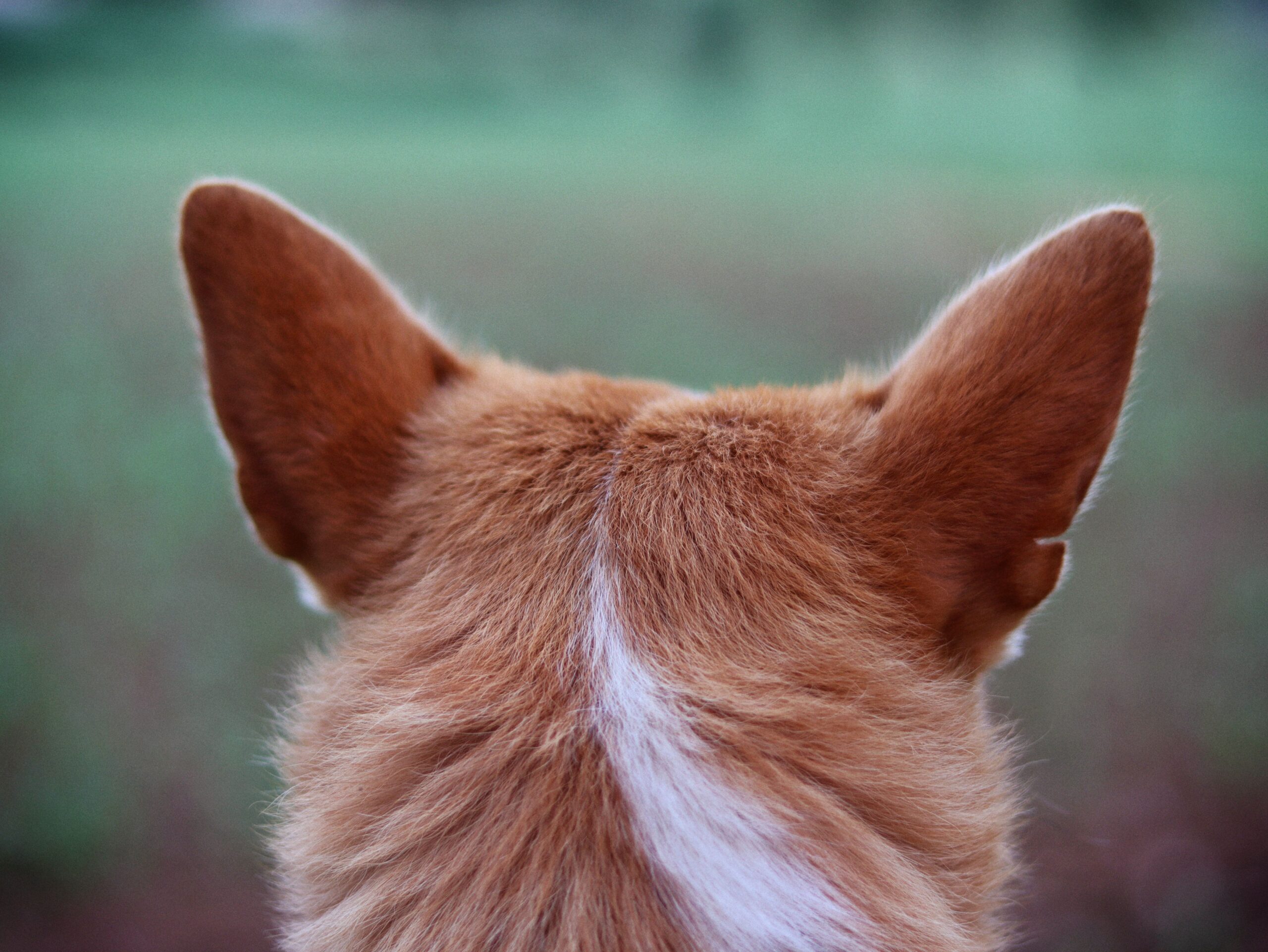 Nalla's Secret: Cleaning Floppy Dog Ears at Home 2026